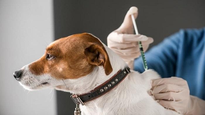 Köpeklere Aşı Yapılırken Nelere Dikkat Edilmelidir