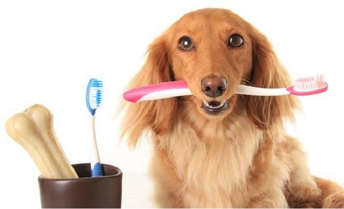 Köpeklerin Dişleri Nasıl Temizlenir