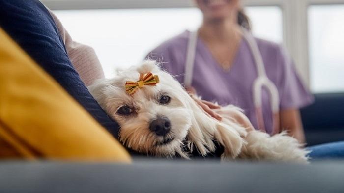 Köpeklerin Regl Olduğu Nasıl Anlaşılır