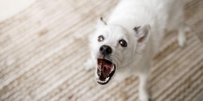 Köpeklerin Ses Tellerinin Alınması Zararları Nelerdir