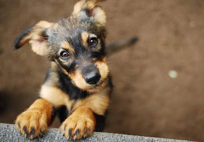 Midesi Rahatsız Köpeğe Ne Verilir