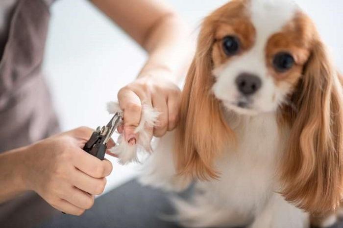 Siyah Köpek Tırnakları Nasıl Kesilir