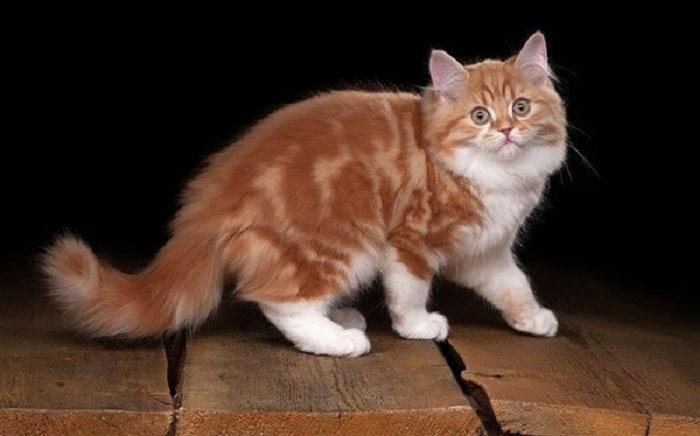 Yabancı Cisim Batması Yüzünden Topallayan Kediye Tedavi