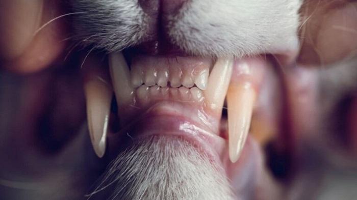 Yavru Kedilerde Diş Kaşıyıcı Kullanımı