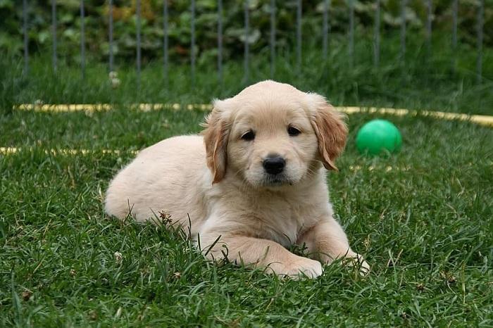 Yavru Köpeklerde Kalça Çıkığı Belirtileri Neler?