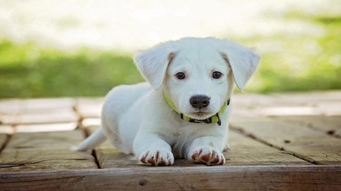 Yavru Köpeklerde Kusma Nedeni Nasıl Belirlenir