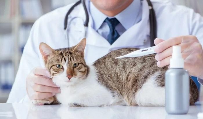Yaygın Görülen Kedi Hastalıkları Hangileri