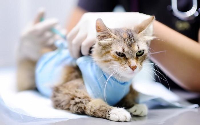 Yetişkin Kedilerin Aşı Takvimi