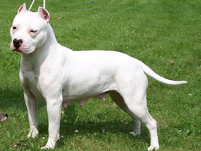 Amerikan Pitbull Terrier’in Karakteri Nasıldır?