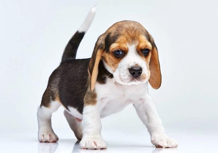 Beagle Köpek Irkı Özellikleri Nelerdir?