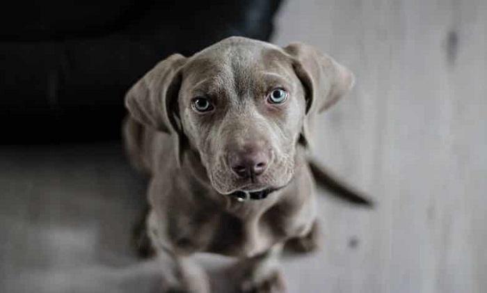 Bir Köpek En Fazla Kaç Yıl Yaşar?