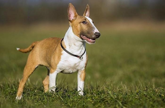 Bull Terrier Köpek Irkı Eğitimi Nasıl Verilir?