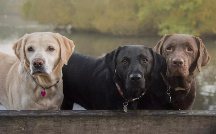 Büyük Irk Köpeklerin İnsan Yılına Göre Yaşları Nedir?