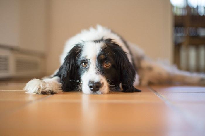 Dişi Köpeklerde Kızgınlık Dönemi Belirtileri