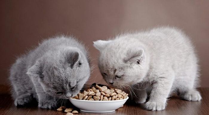 Dört Haftalık Yavru Kedilerde Ek Gıda