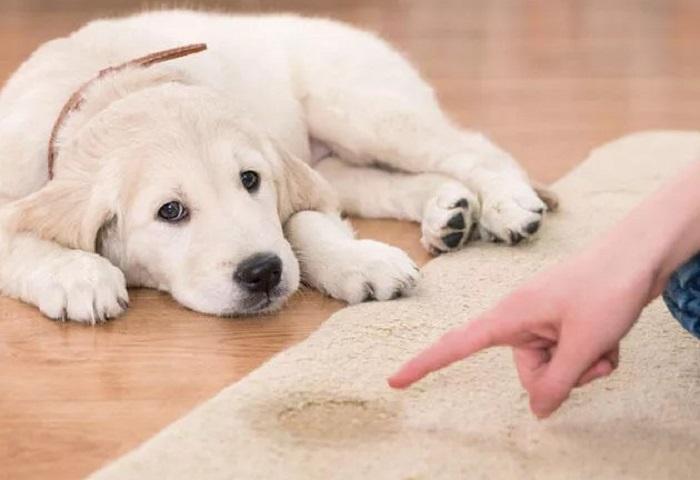 Eve İdrar Yapan Köpeğe Nasıl Davranılmalıdır?