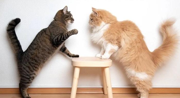 Kavga Eden Kedilerin Ortamını Dağıtmak Kavgayı Sonlandırabilir