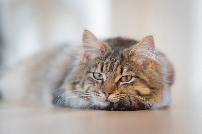 Kedi Depresyonunda Hangi Hastalıklar Oluşabilir?