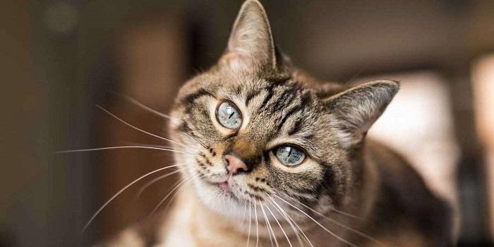 Kedilerde Bağırsak Tıkanıklığı Bulaşıcı Mıdır?