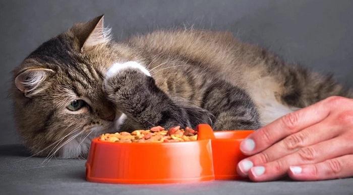 Kedilerde Halsizlik ve Sürekli Uyumanın Belirtileri Nedir?
