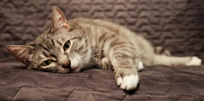 Kedilerde Halsizlik ve Uyku İçin Nasıl Tedavi Uygulanır?