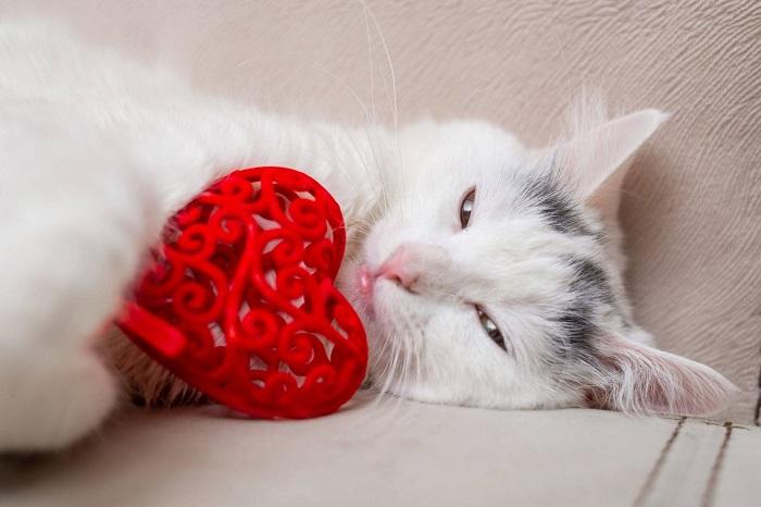 Kedilerde Kalp Kurdu Hastalığı Nasıl Tedavi Edilir?