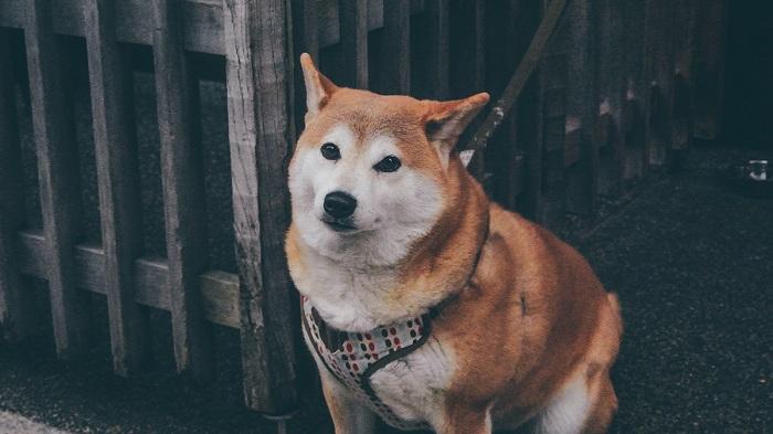 Köpeğin Kanser Olduğu Nasıl Anlaşılır?