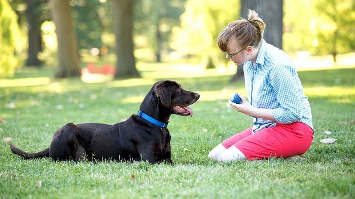 Köpek Eğitiminde Birinci Aşama Nedir?