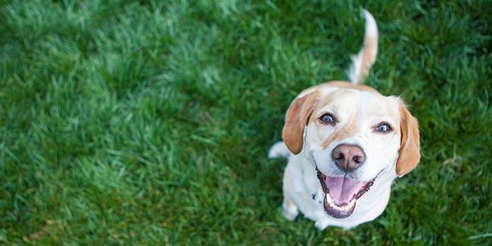 Köpek Enerjisi Nasıl Atar?