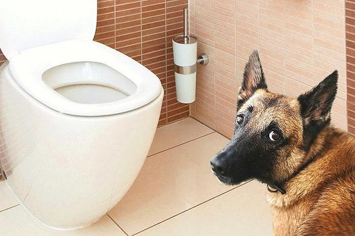 Köpek Tuvaleti Alışkanlığında Ödül Sistemi