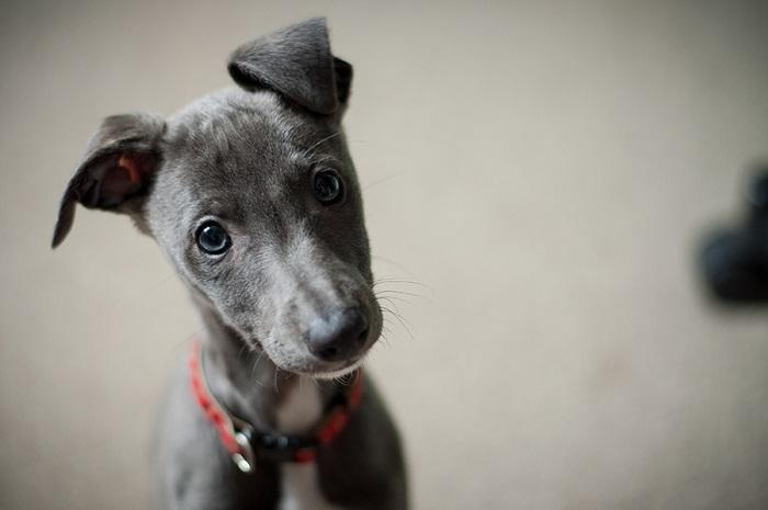 Köpekler En Fazla Kaç Saat Aç Kalabilir?