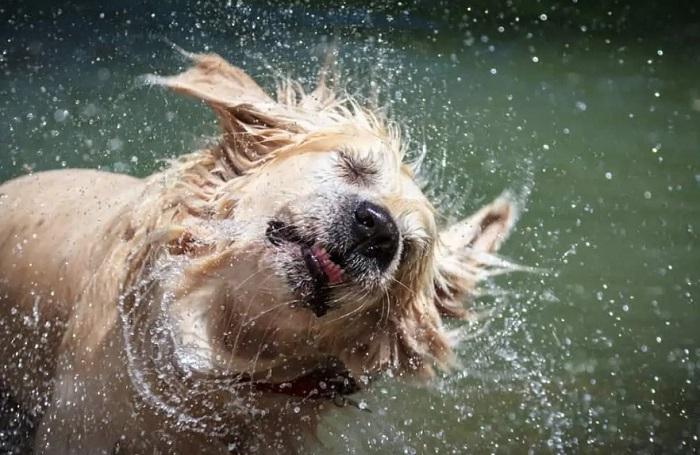 Köpeklerin Sadece Kurulanmak İçin Titrer Mi?