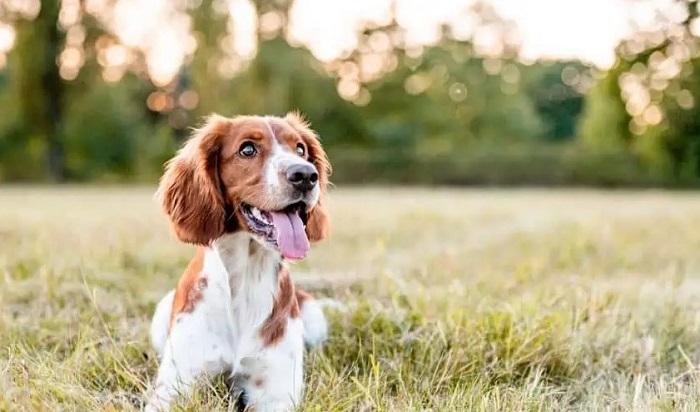 Köpekler Şeker Yerse Ne Olur?