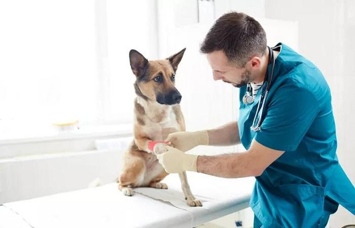 Köpeklerde Apse Belirtileri Nelerdir?