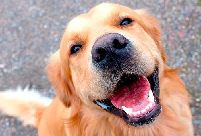 Köpeklerde Diş Çıkma Evreleri Hangileridir?