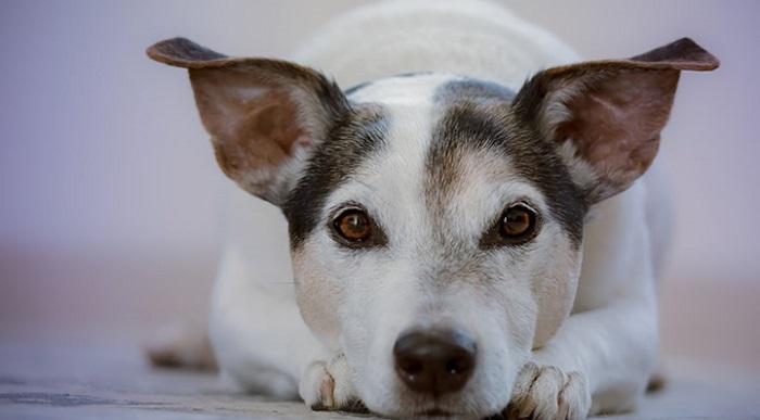 Köpeklerde Et Beni Neden Çıkar?