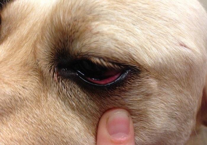 Köpeklerde Göz Akıntısı Tedavisi Nasıl Yapılır?