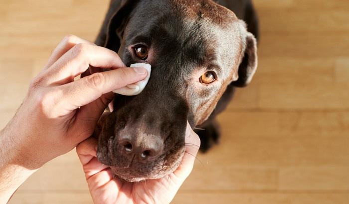 Köpeklerde Göz Akıntısının Belirtileri Nelerdir?
