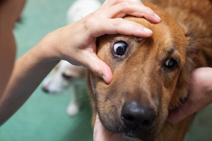 Köpeklerde Göz Çevresi Nasıl Temizlenir?