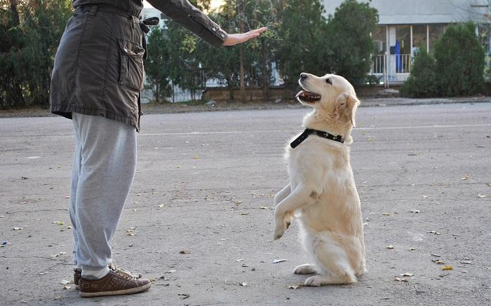 Köpeklerde İtaat Eğitimi Nasıl Verilir?