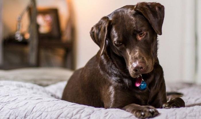 Köpeklerde Kaka Yeme Nasıl Önlenir?