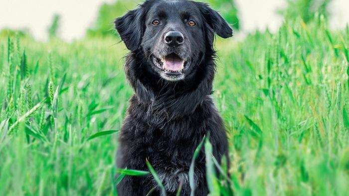 Köpeklerde Kalça Çıkığı Ameliyatı Fiyatı Ne Kadardır?