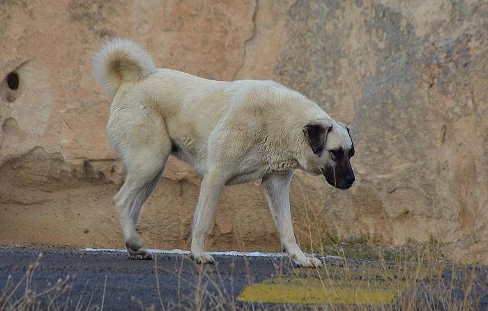 Köpeklerde Kalça Çıkığı İyileşir Mi?