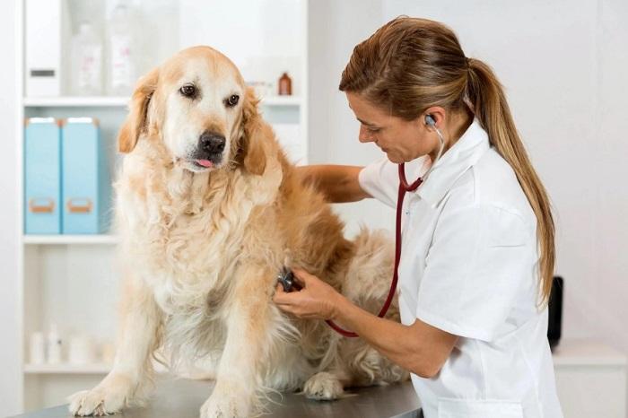 Köpeklerde Kalp Hastalığı Nasıl Teşhis Edilir?