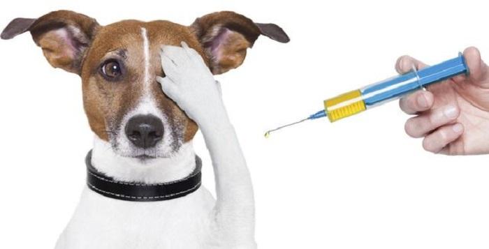 Köpeklerde Kuduz Aşısının Yan Etkileri Nelerdir?