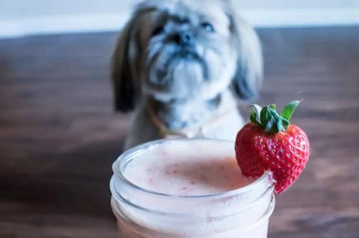 Köpeklerde Laktoz İntoleransının Belirtileri Nelerdir?