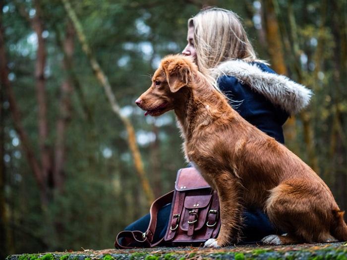 Köpeklerde Leishmania Hastalığı Belirtileri Nelerdir?