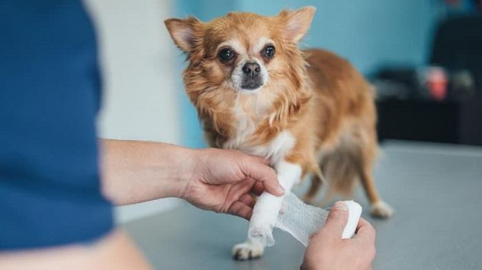 Köpeklerde Sağlıklı Eklemin Önemi