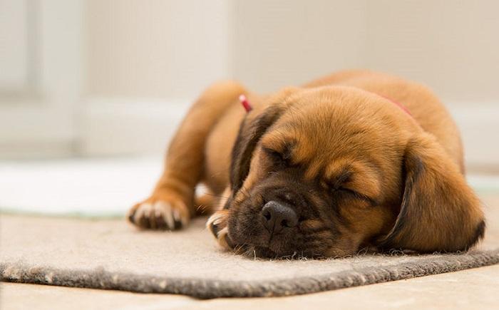 Köpeklerde Şişen Lenf Yumruları Nasıl Tedavi Edilir?