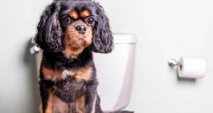 Köpeklerde Tuvalet Tutma Süreleri Nelerdir?